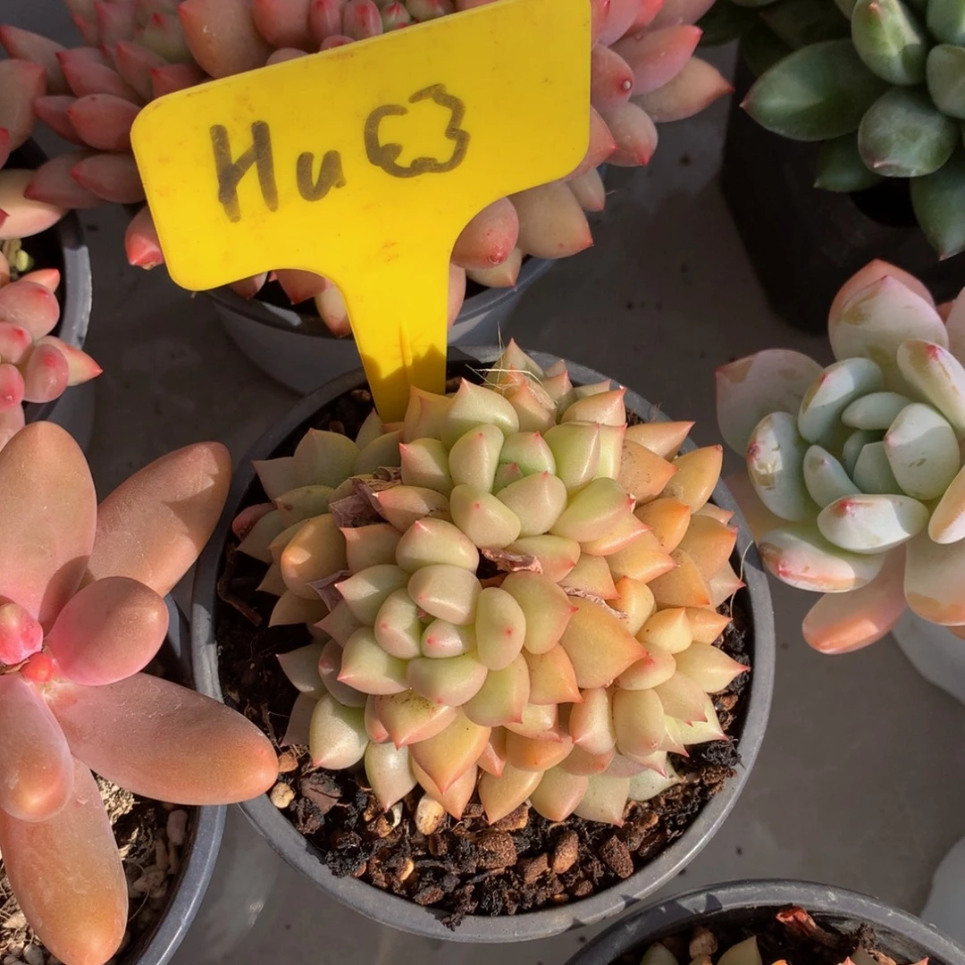 黄金象牙62626262662