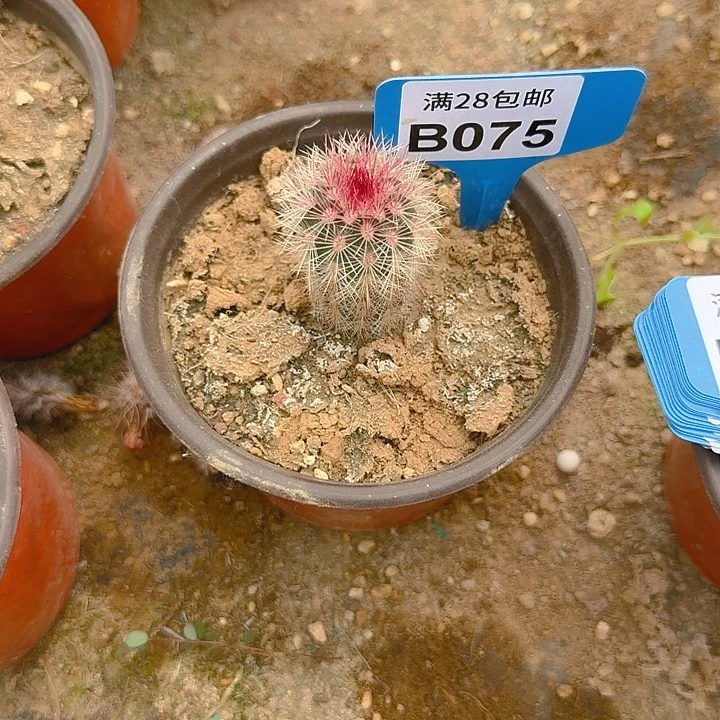 075 实生播种，折磨瞎3公分左右