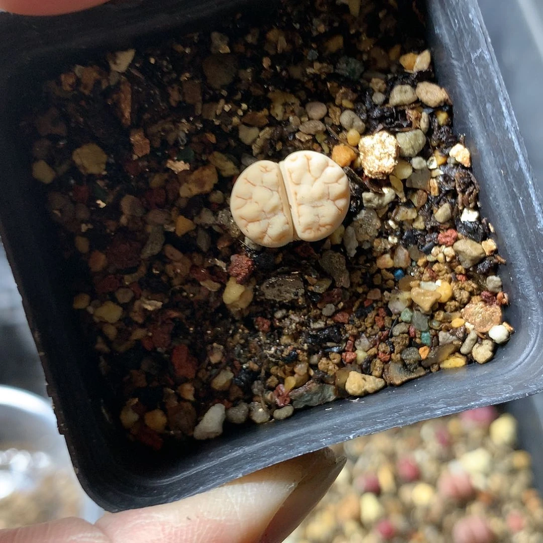 G128多肉植物保护