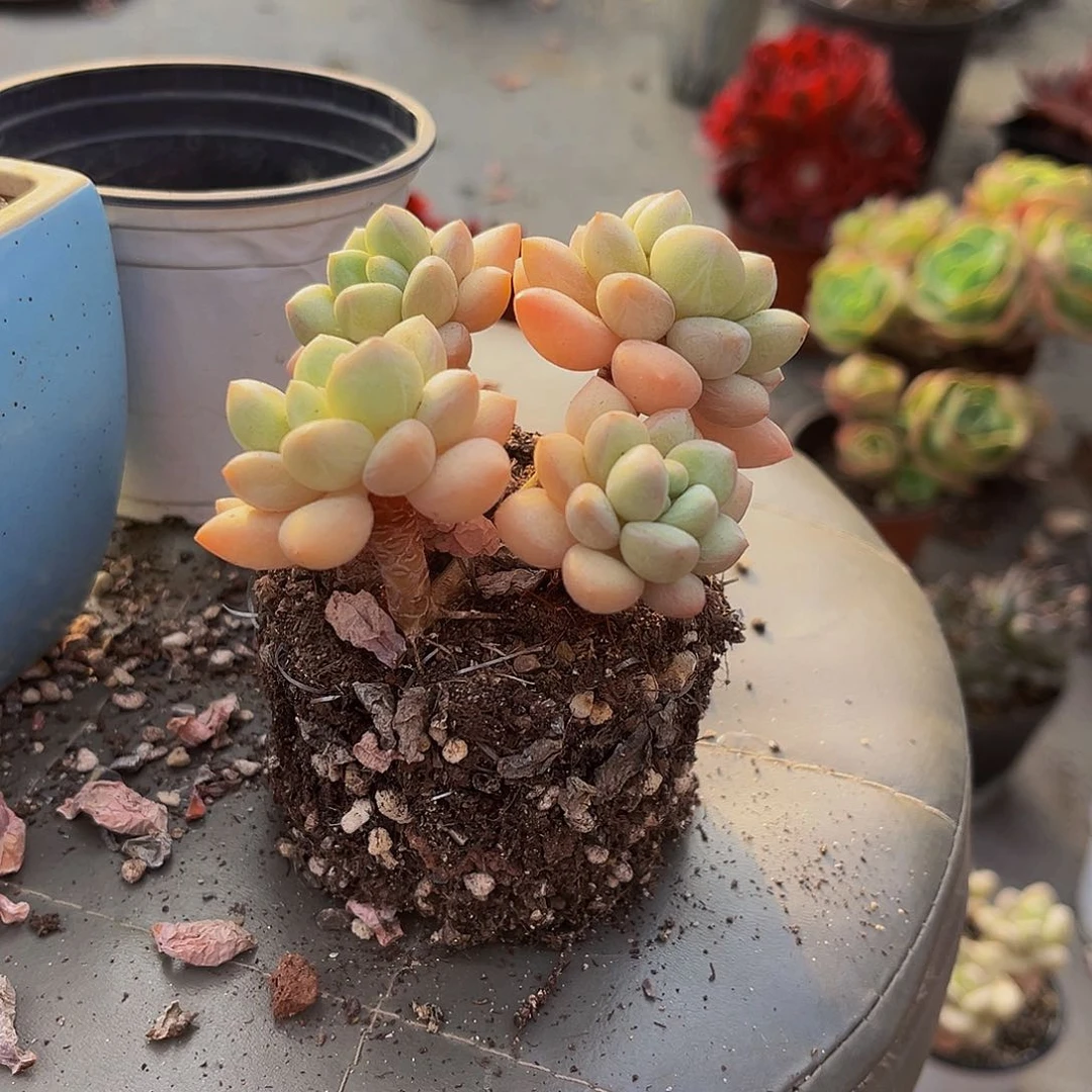 泡泡糖老桩不带盆6.8