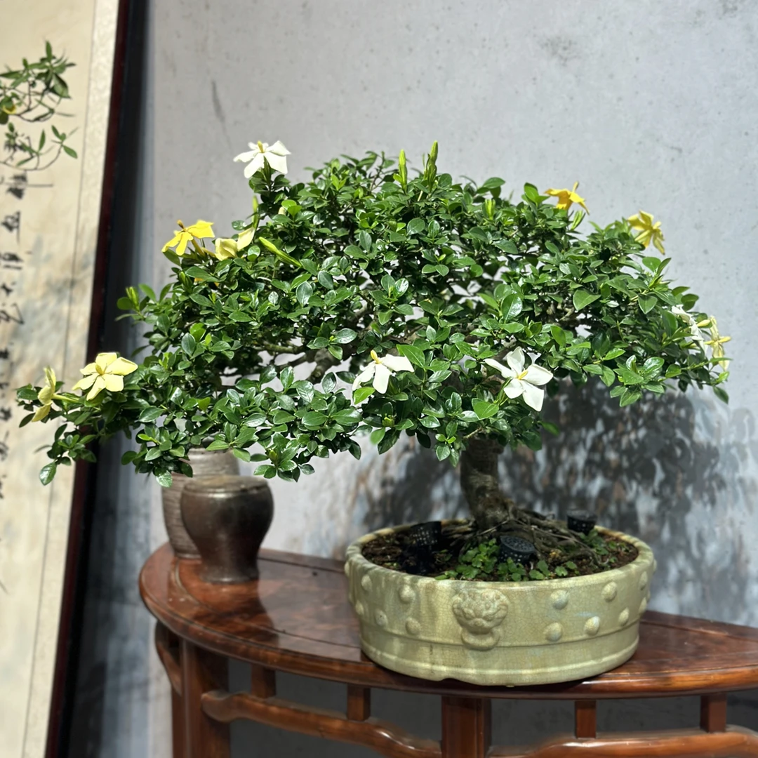 【遇繁花盆景】精品山采栀子花年功盆景