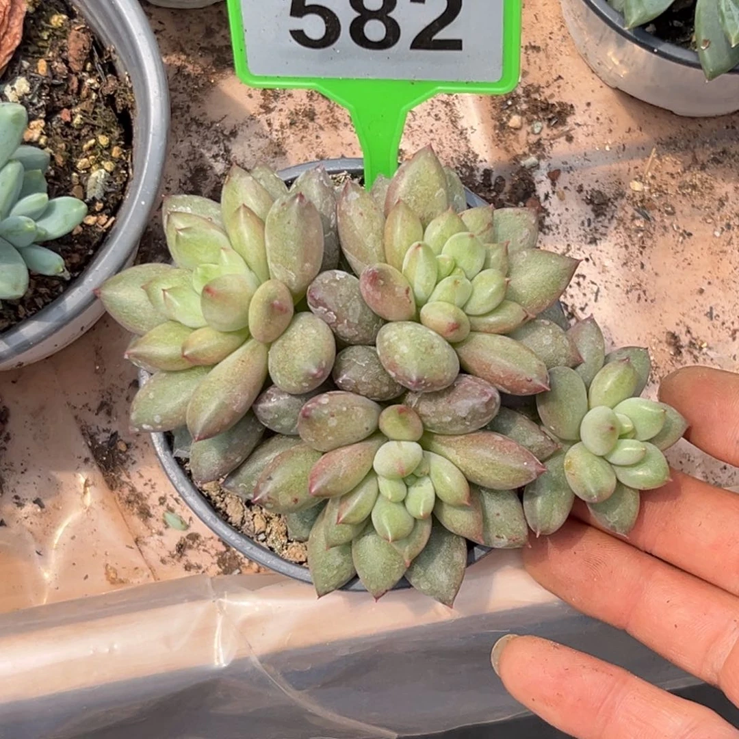 多肉植物米其林582
