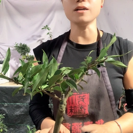 无花朵金弹子大红花生