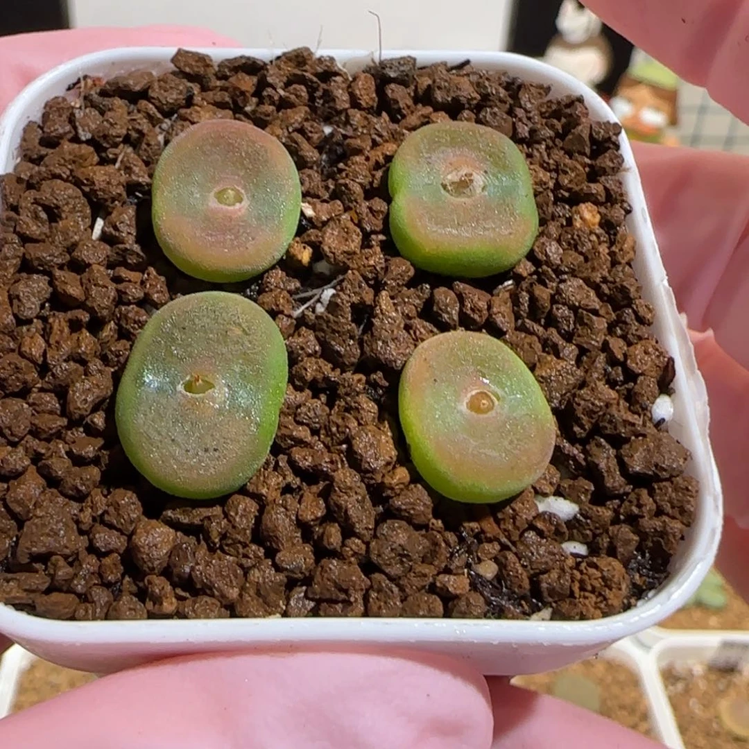 肉锥多肉植物组合-水晶鞋一盆422