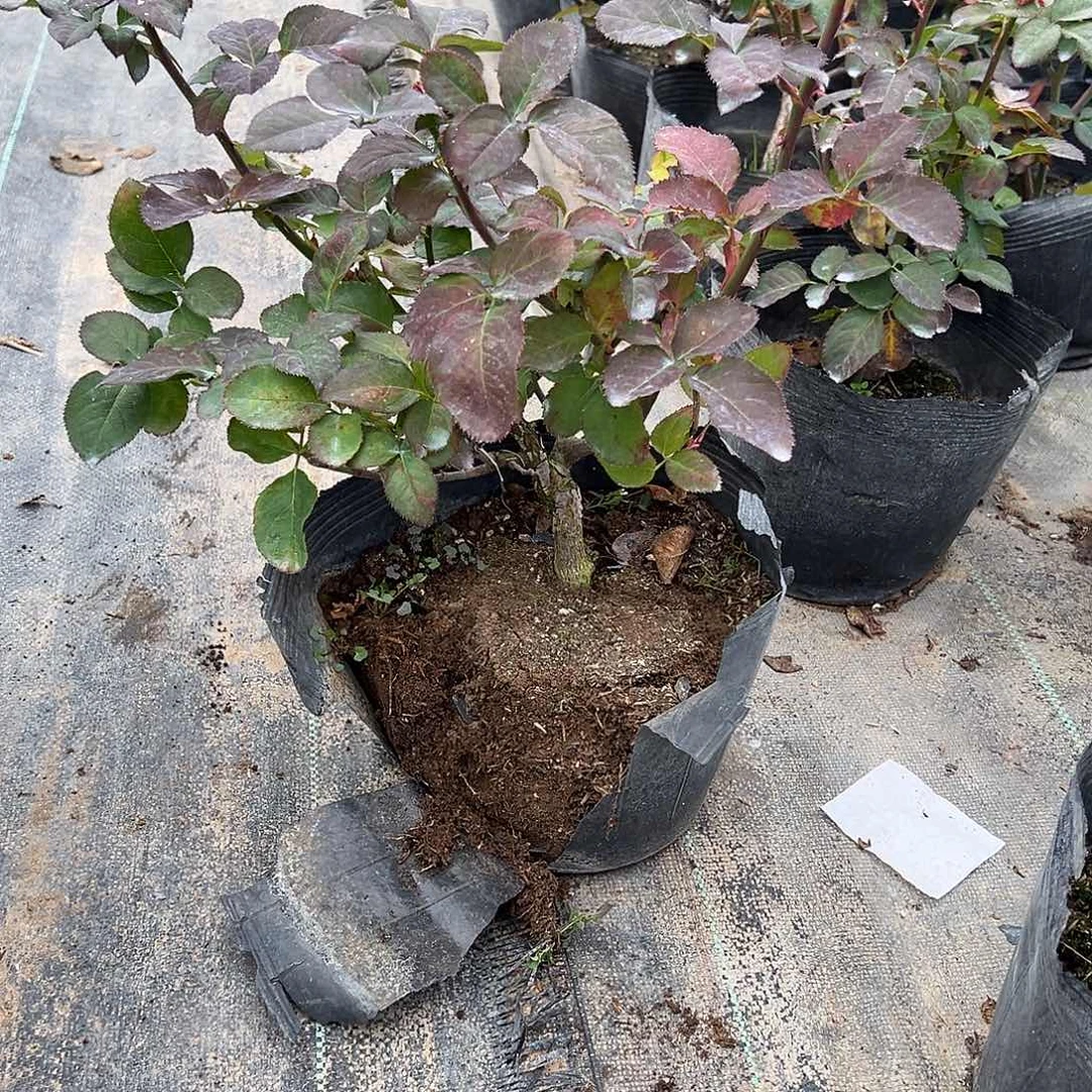 当前无花栽培后可以开花