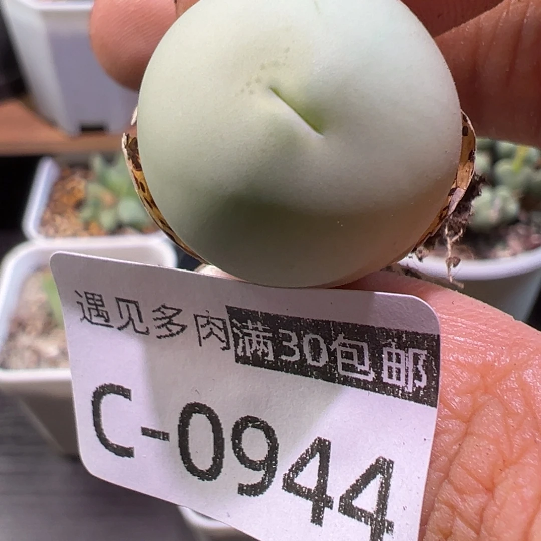 多肉植物1111111111111