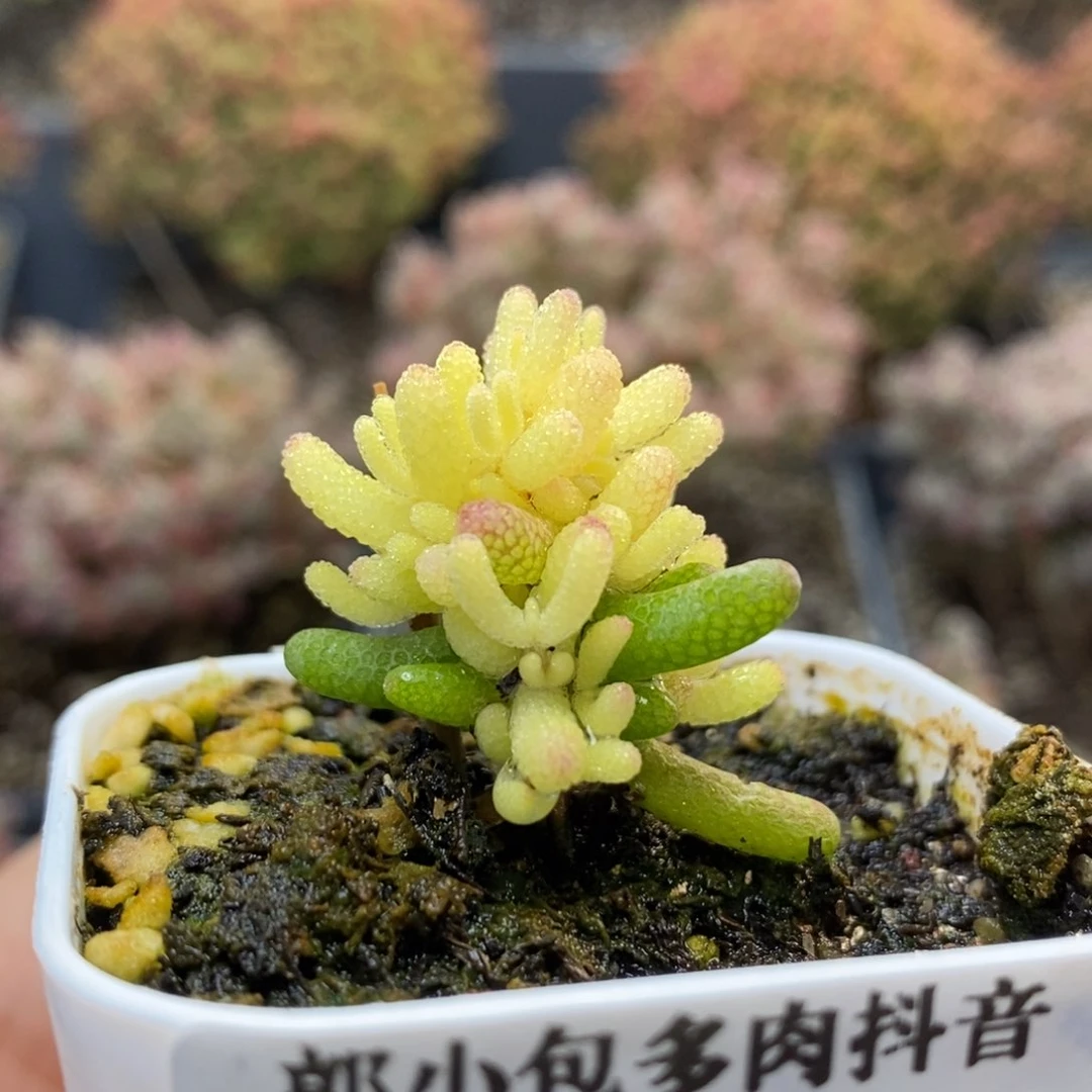 ?*✜糖球锦5198枝干番杏