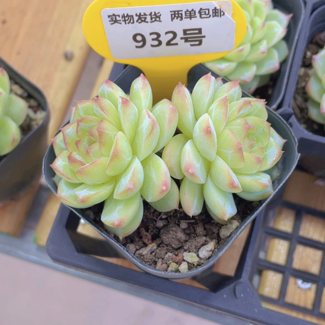 932号 糖心钻石珍妮新品