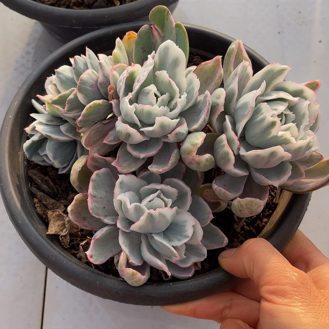 伯克利锦多肉多肉多肉