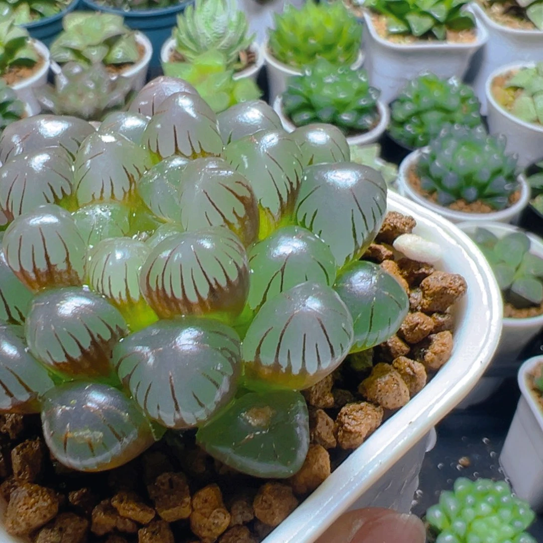 紫姬冰灯玉露多肉多肉