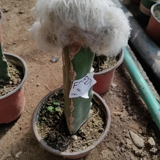 彭***彭无花朵279缀化老乐