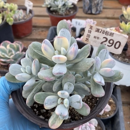 290一一一一一一一一一