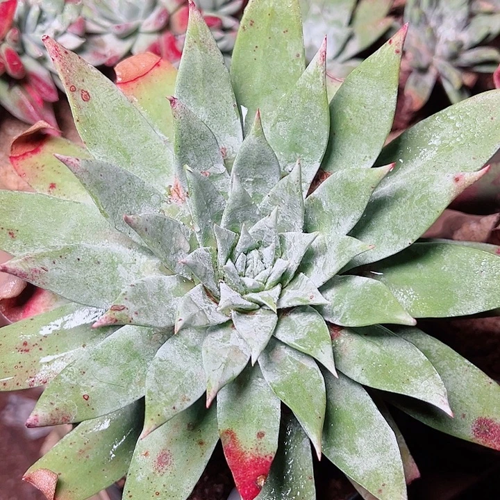 9397雪山仙女杯多肉