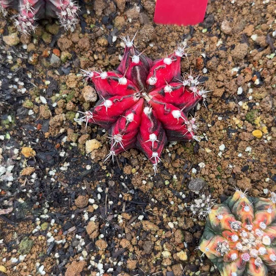 06-0903泰国发货 上海