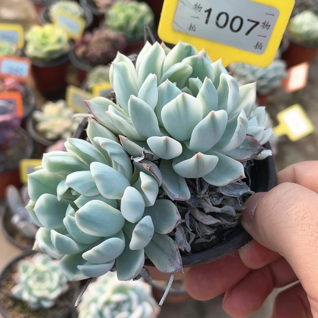 【闪购商品】1007号