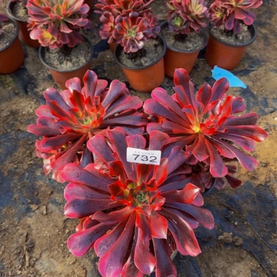 美杜莎3棵3号棚732