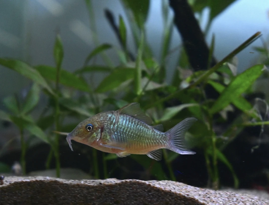 青铜鼠鱼小型热带清洁鱼工具鱼