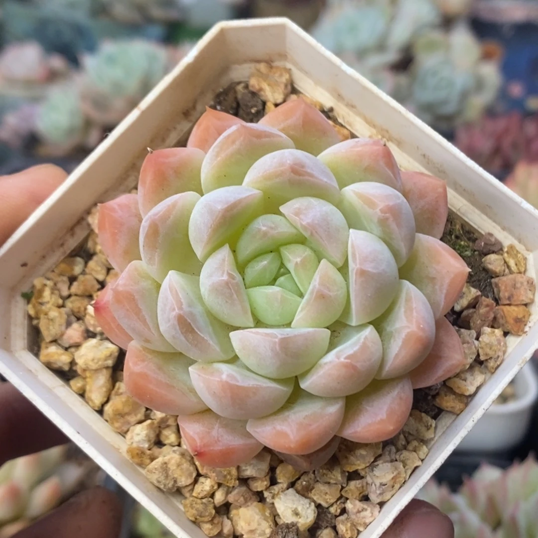白吉单头控养清棚
