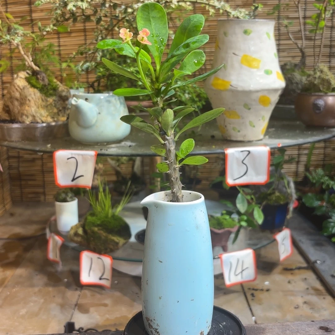 无花朵嗯****豁退款拉黑 一物一拍133