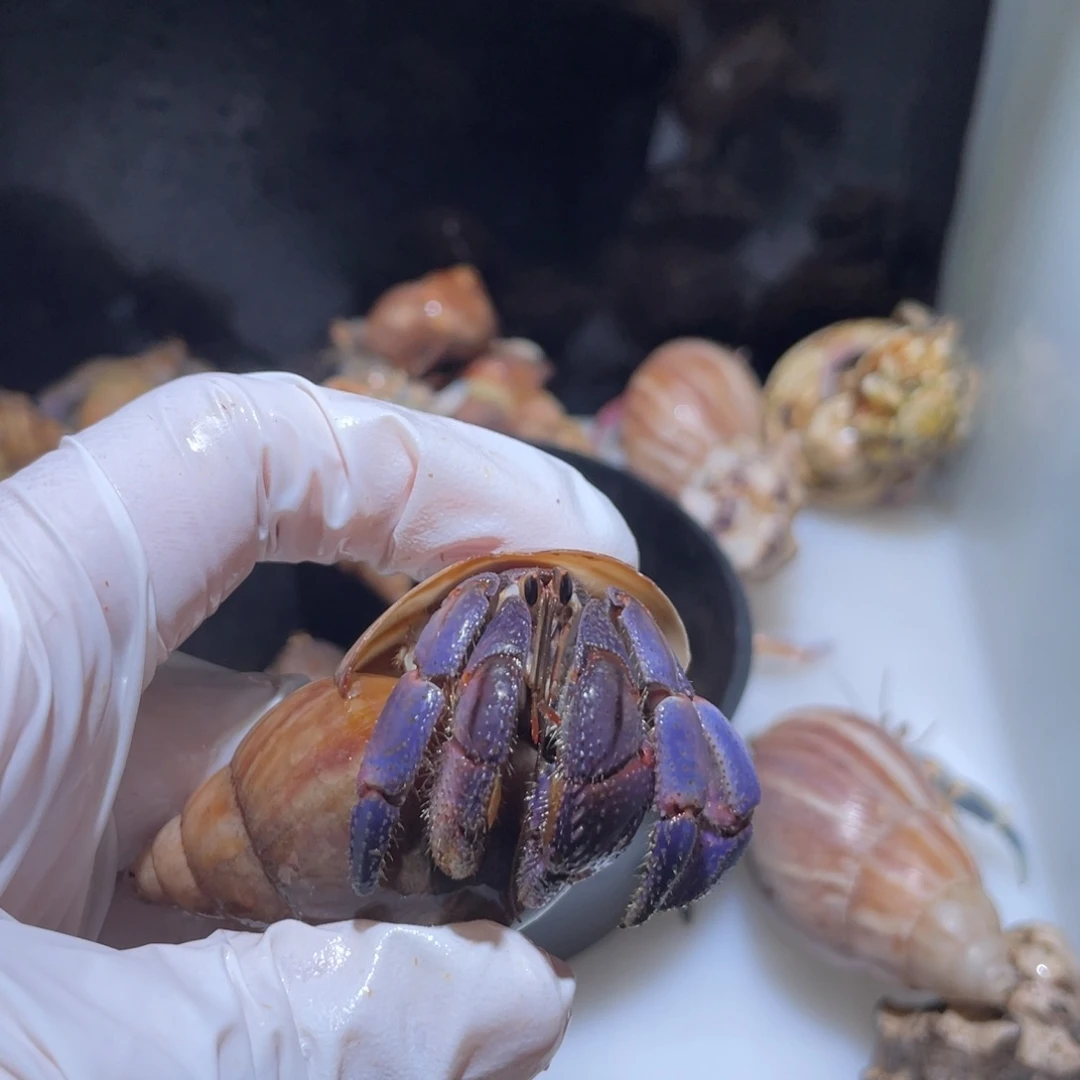 F4  紫陆少腿满紫2.3口