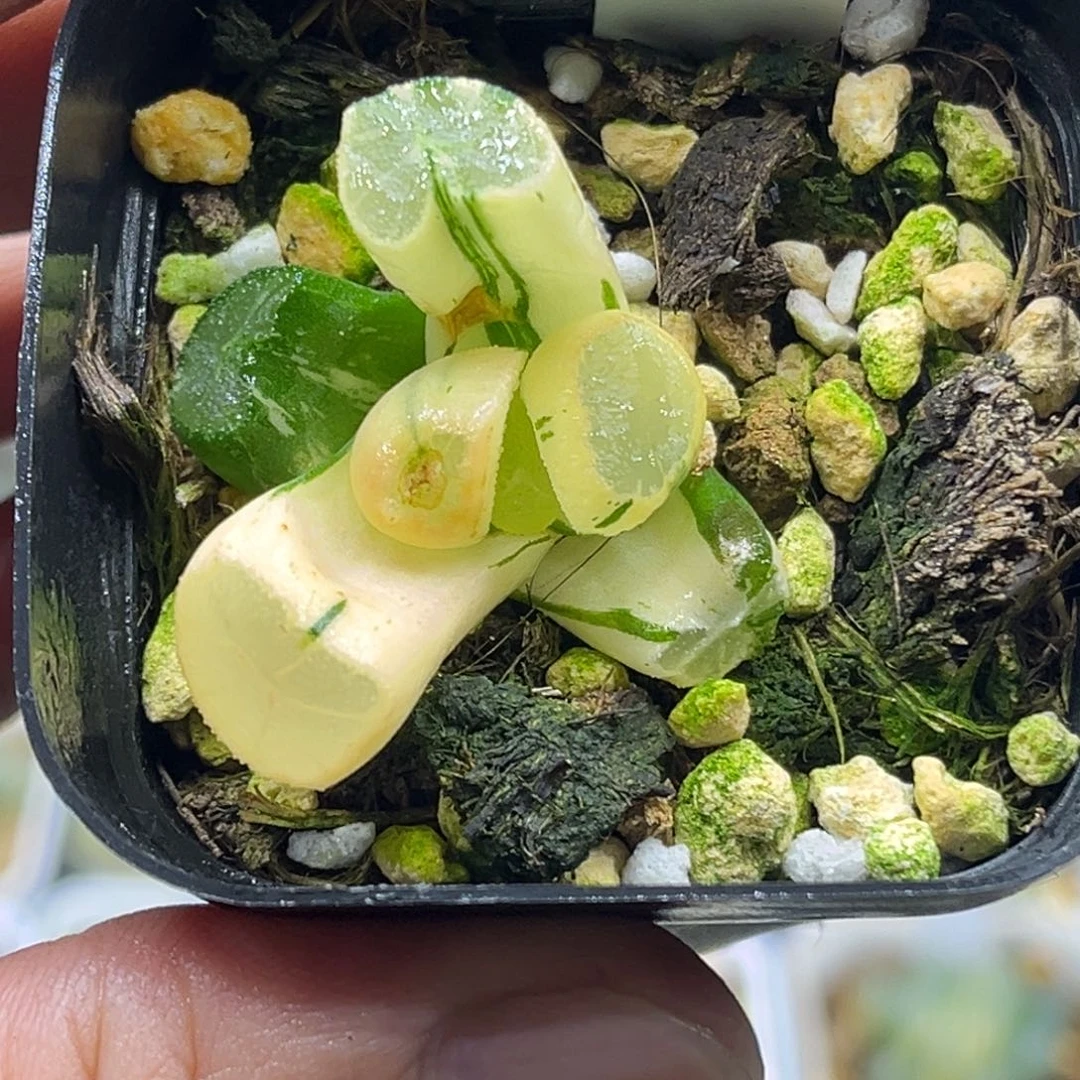 51玉龙万象锦头家多肉十二卷