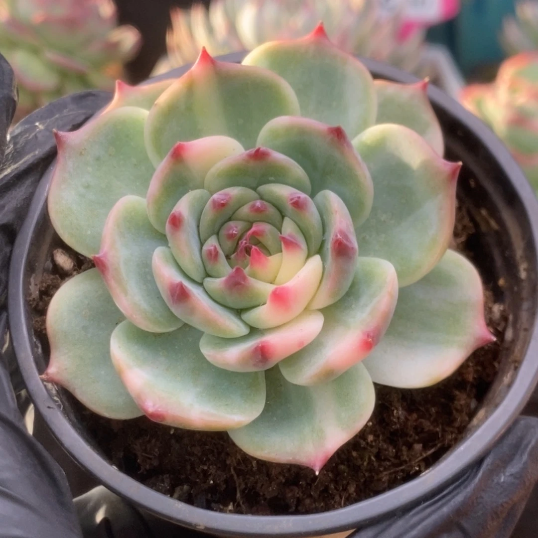 172锦锦锦锦锦锦锦