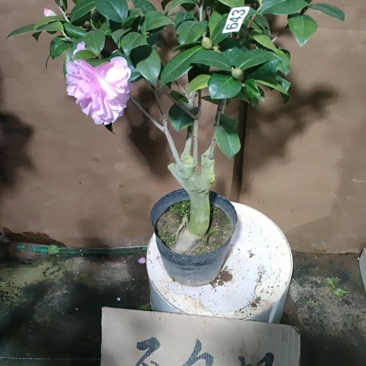 643乌马克，原盆原土发货，不包邮