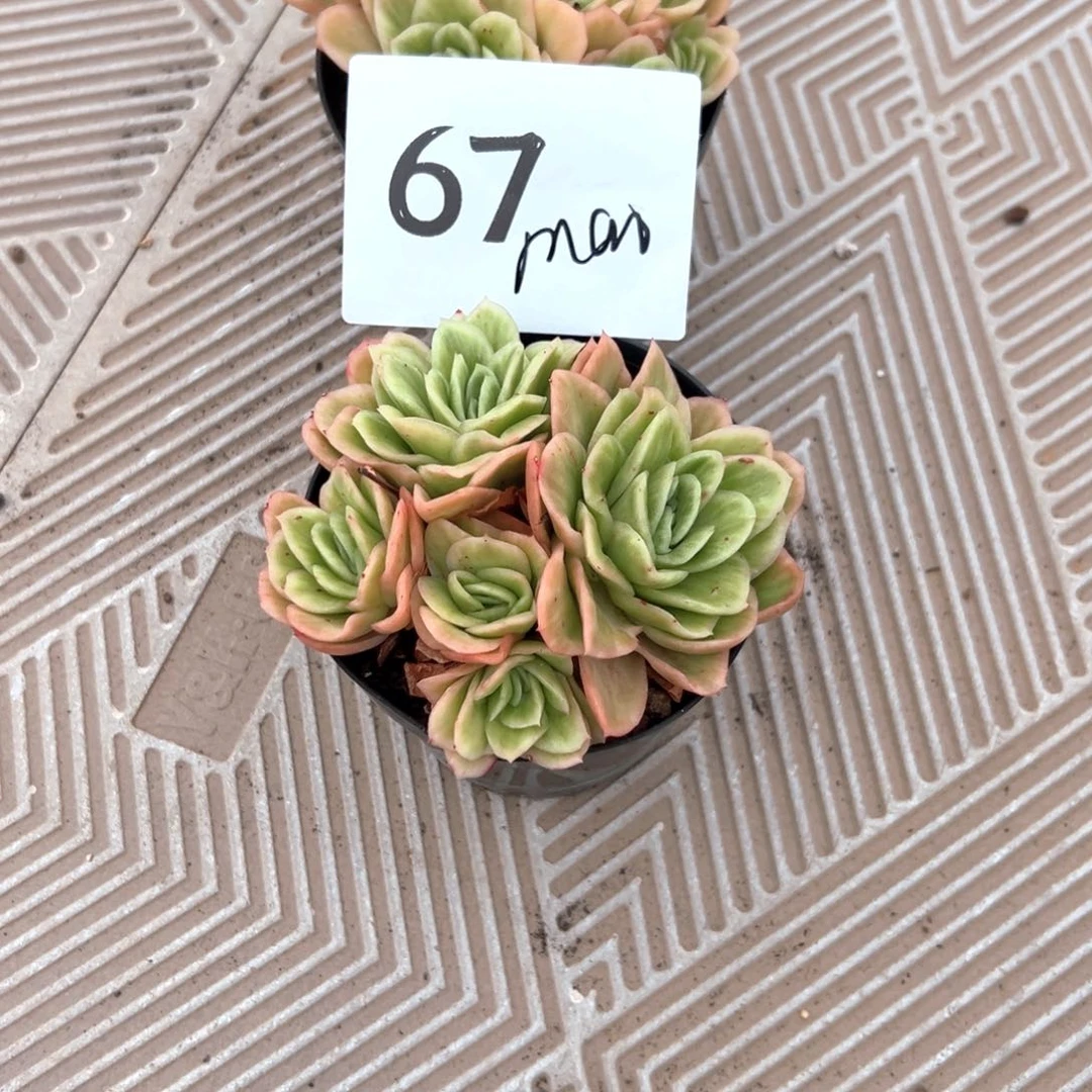m****o67-？好喜欢不错吧