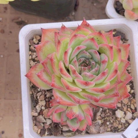原始卡罗拉20184多肉