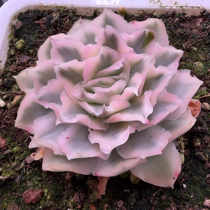 紫蝴蝶锦多肉38包邮