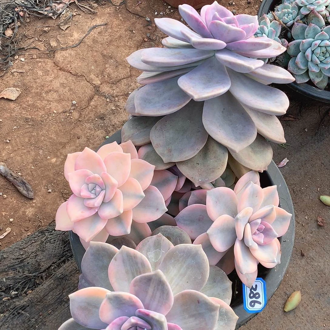 286紫乐锦一物一拍多肉