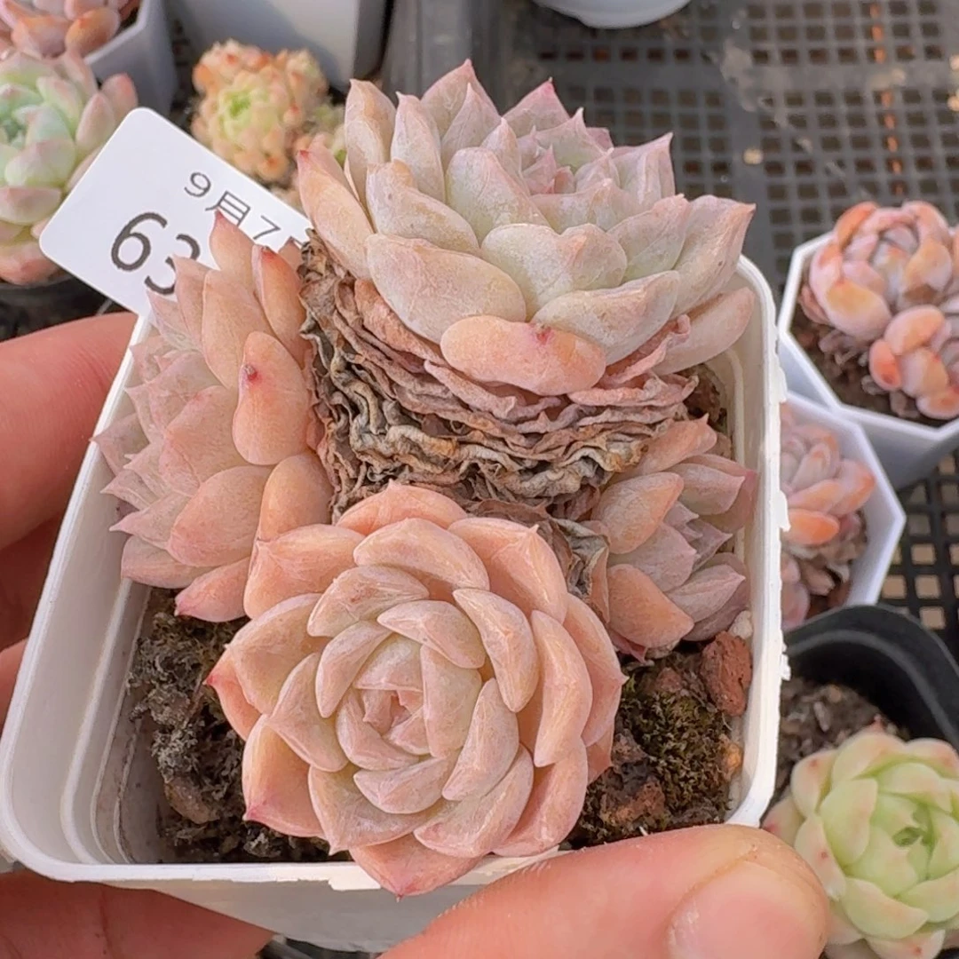 纯爱四颗脱土发货