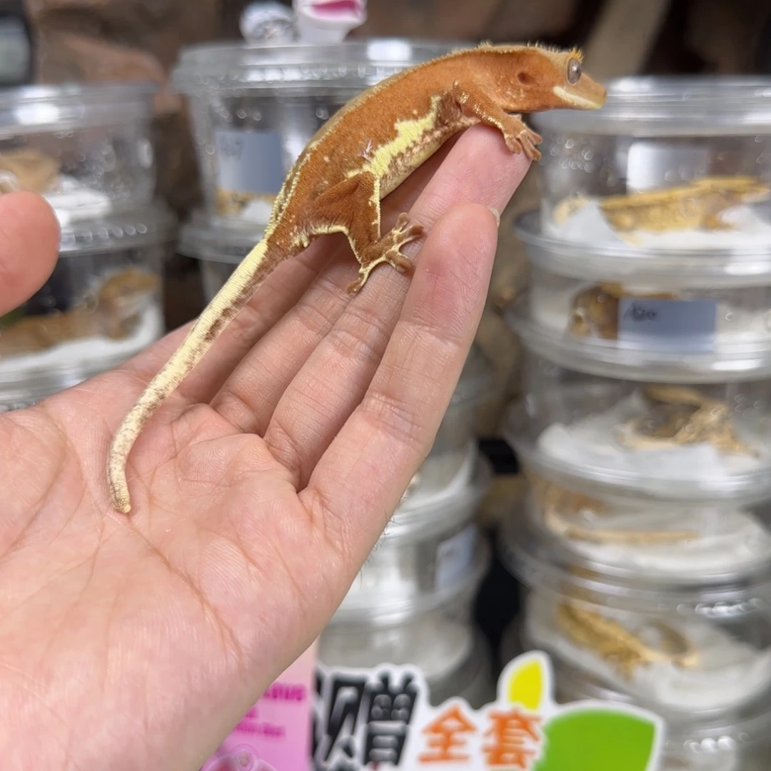 橙***o睫角守宫双红莉莉