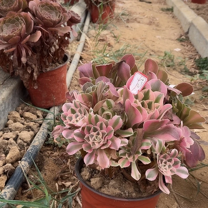 粉女巫多肉植物50