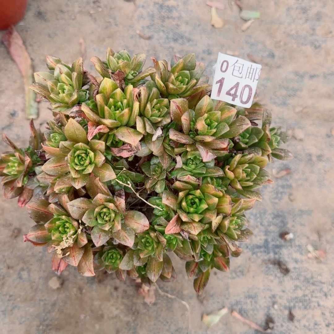 花茶多肉140满20包邮断枝不包
