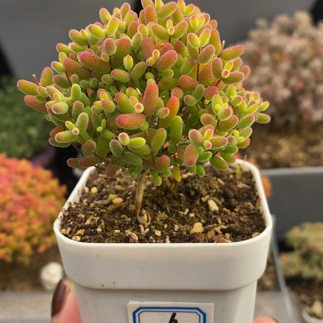 完全开放6号蜜橘糖球（6.5cm）元旦福利