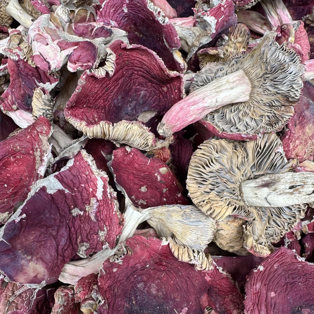 高性价比新三明永安野生正红菇小开菇花菇煮汤煮面线脆甜滑嫩