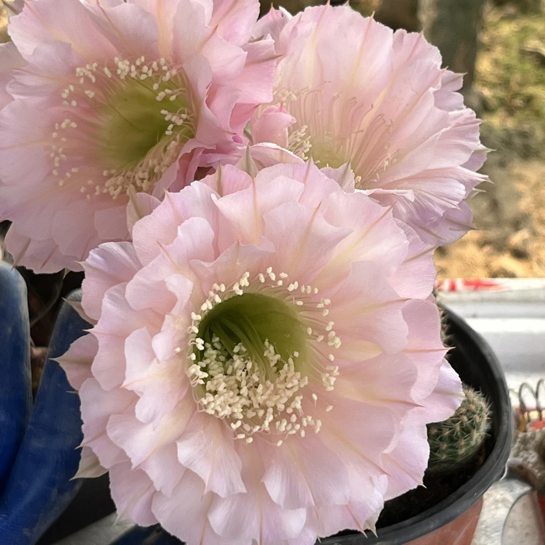 仙人球彩草歪G4203