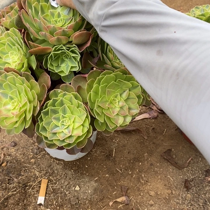芬****03837寄养雨盒多肉植物