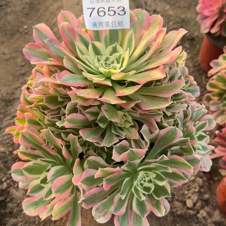 7653白凤多肉植物