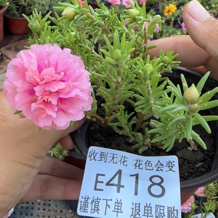 无花朵E418超小苗盆口10cm