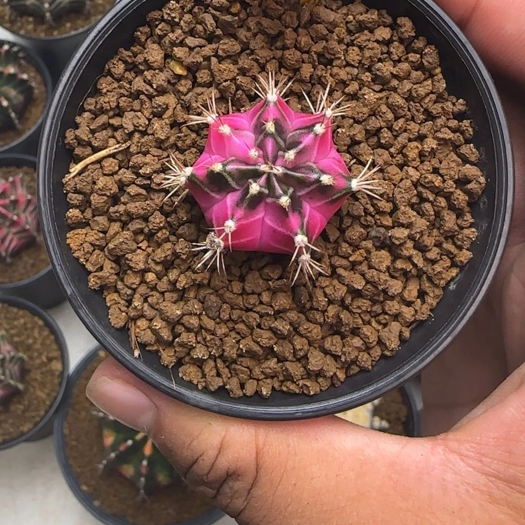 249-1229泰国发货多肉