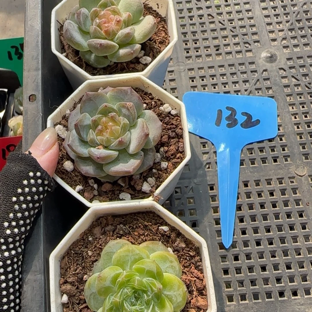 132满38包邮➗偏远发货后不退货退款