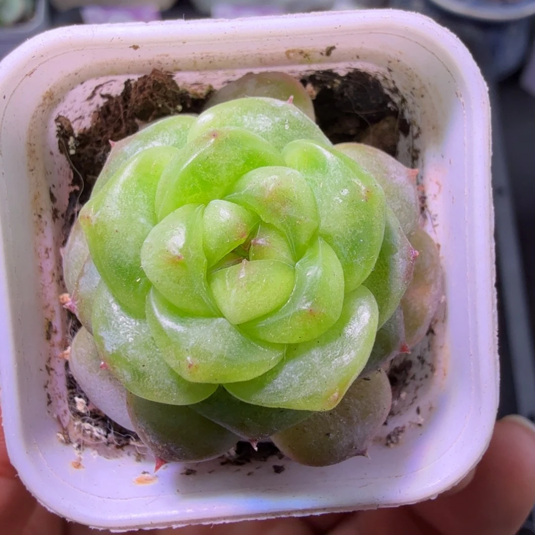 六一四甜心元旦快乐