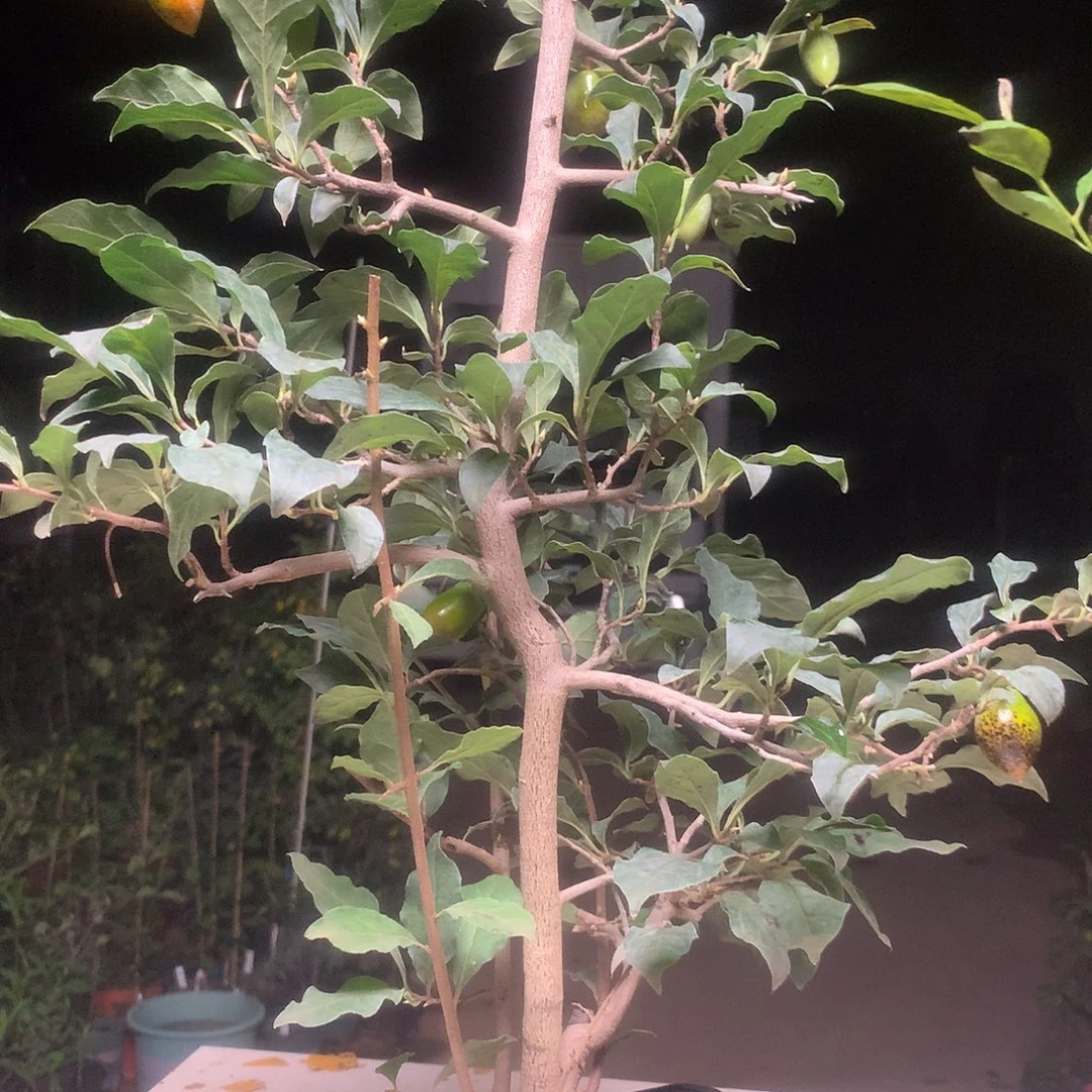 我们是的好的朋友