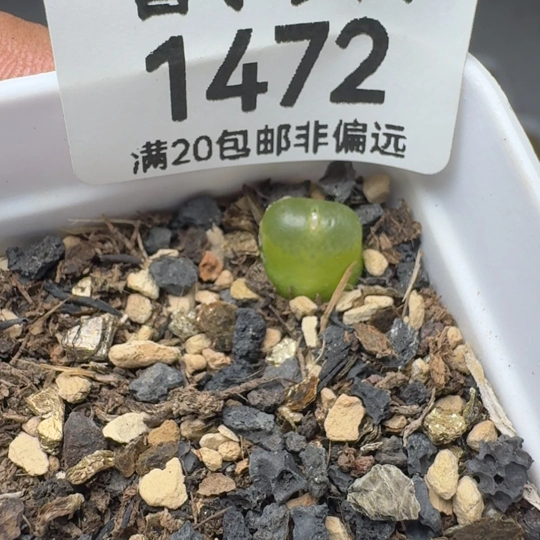 雪茄带盆土
