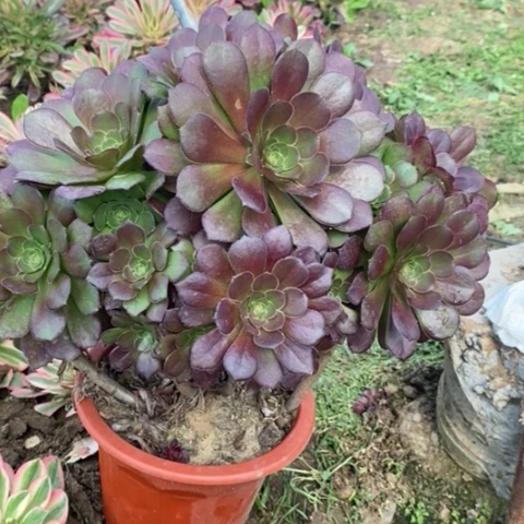 荷兰玫瑰多肉植物090