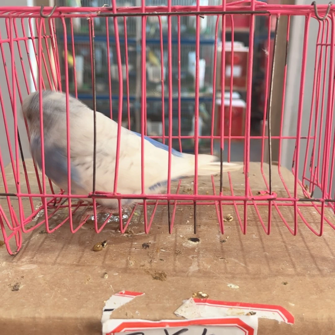 虎皮鹦鹉我的小姐姐