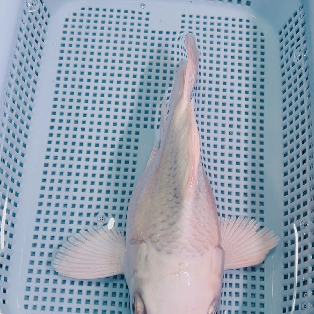 锦鲤锦鲤冷水鱼观赏143