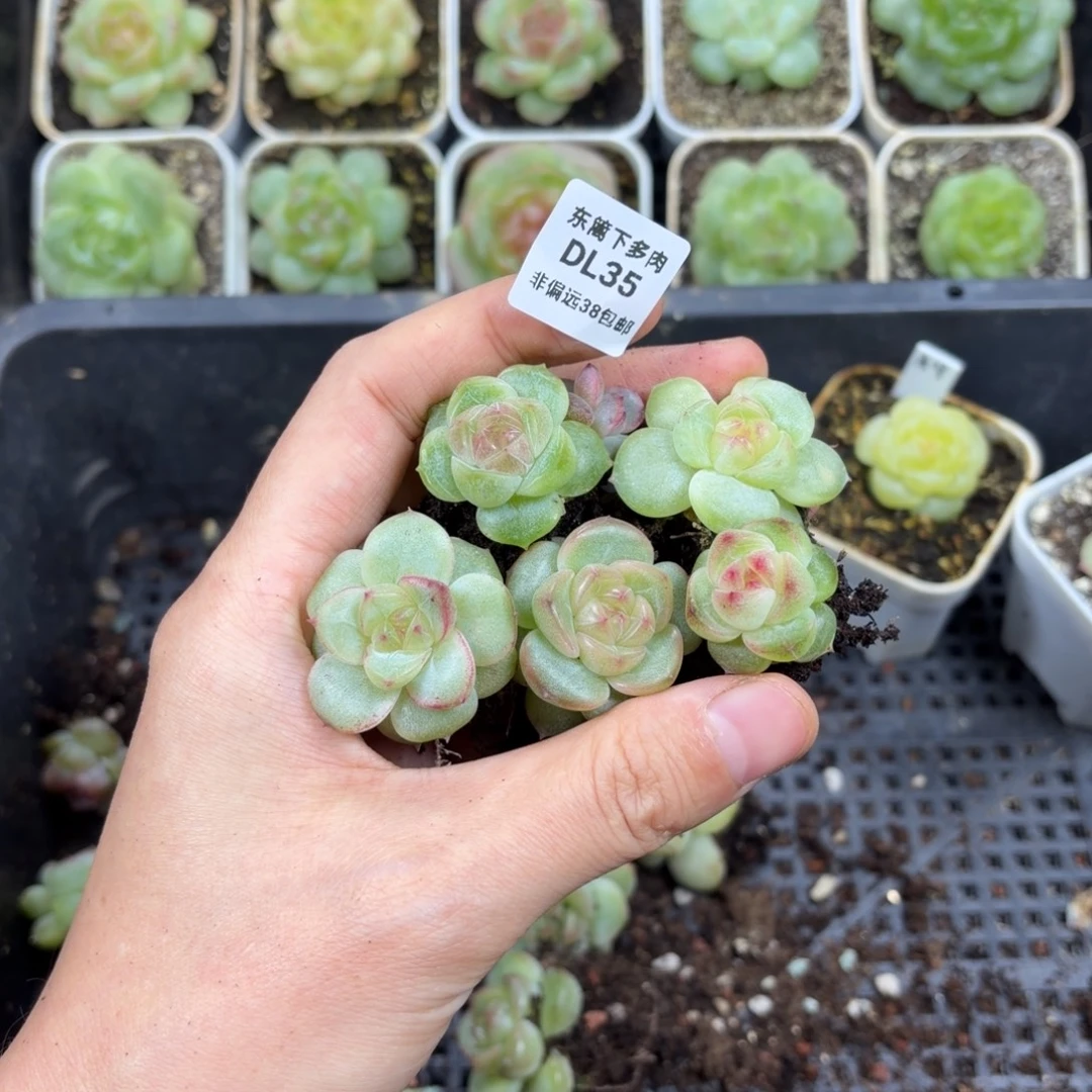 东篱下多肉植物哈哈哈哈35